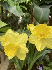 Narcissus