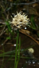 Calliscirpus criniger