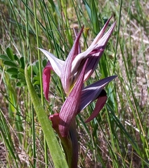 Serapias strictiflora