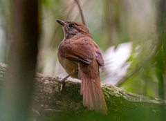 Synallaxis ruficapilla