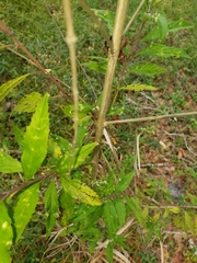 Image of Condea verticillata