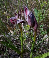 Serapias strictiflora