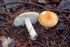 Russula katarinae