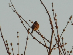 Emberiza citrinella