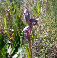Serapias strictiflora