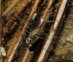Anax imperator