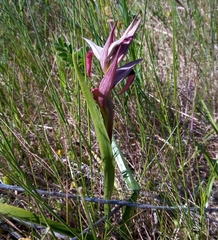 Serapias strictiflora