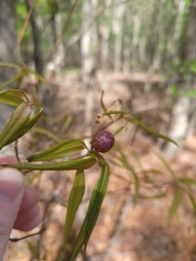 Dryocosmus quercuslaurifoliae
