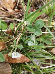 Potentilla carniolica