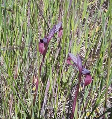 Serapias strictiflora