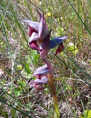 Serapias strictiflora