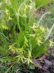 Gagea minima