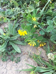 Lotus ornithopodioides