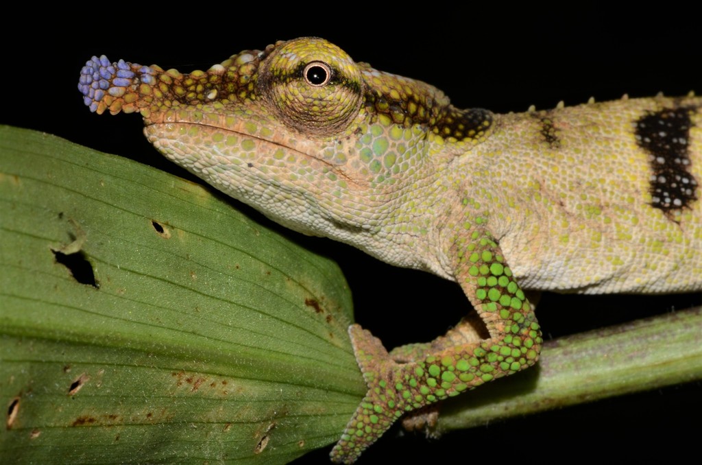 Maroantsetra Chameleon
