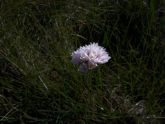 Allium roseum roseum