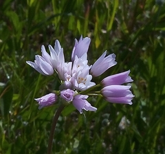 Allium roseum roseum