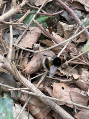 Bombus terrestris