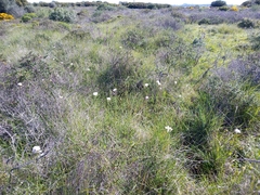 Allium roseum roseum