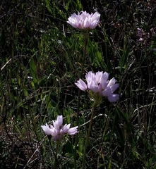 Allium roseum roseum
