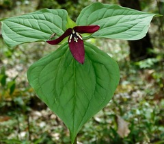 Aptesini