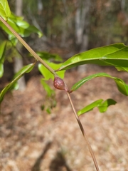 Dryocosmus quercuslaurifoliae