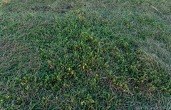 Pultenaea maritima