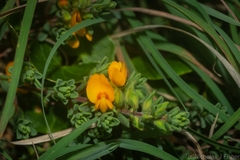 Pultenaea maritima
