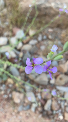 Hesperidanthus linearifolius