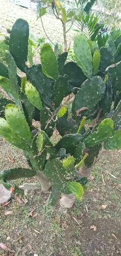 Opuntia cochenillifera