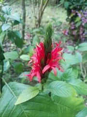 Pachystachys coccinea