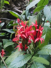 Pachystachys coccinea