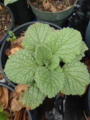 Borago