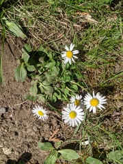 Bellis perennis