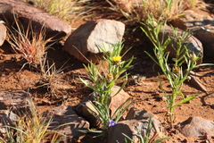 Ondetia linearis