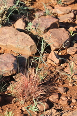 Eragrostis nindensis