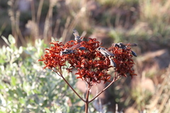 Kalanchoe brachyloba