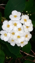 Spiraea