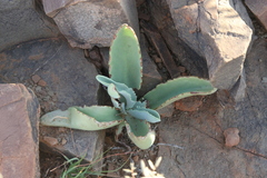 Kalanchoe brachyloba