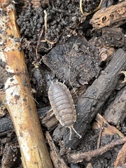 Porcellio scaber
