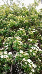 Spiraea