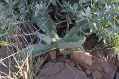 Kalanchoe brachyloba