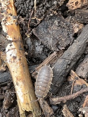 Porcellio scaber