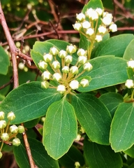 Spiraea