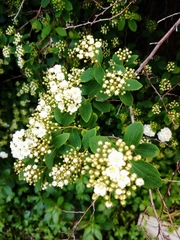 Spiraea