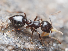 Crematogaster lineolata