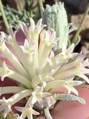 Chaenactis macrantha