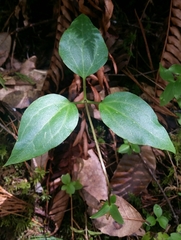 Pseudotrillium rivale