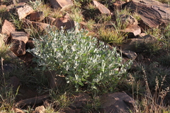 Leucosphaera bainesii