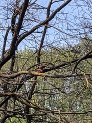 Sciurus vulgaris