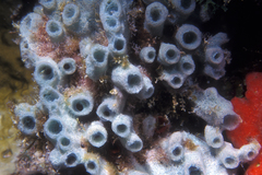 Haliclona caerulea